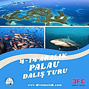 🌊 4-14 ARALIK PALAU DALIŞ TURU