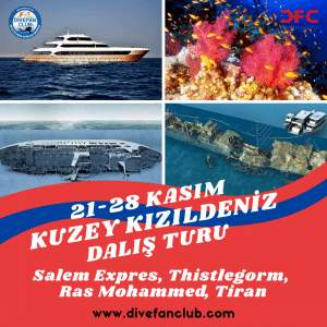 21-28 KASIM KUZEY KIZILDENİZ LİVEABOARD DALIŞ TURU